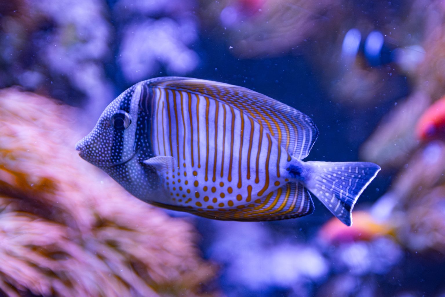 Shedd Fish 1 2026 scaled