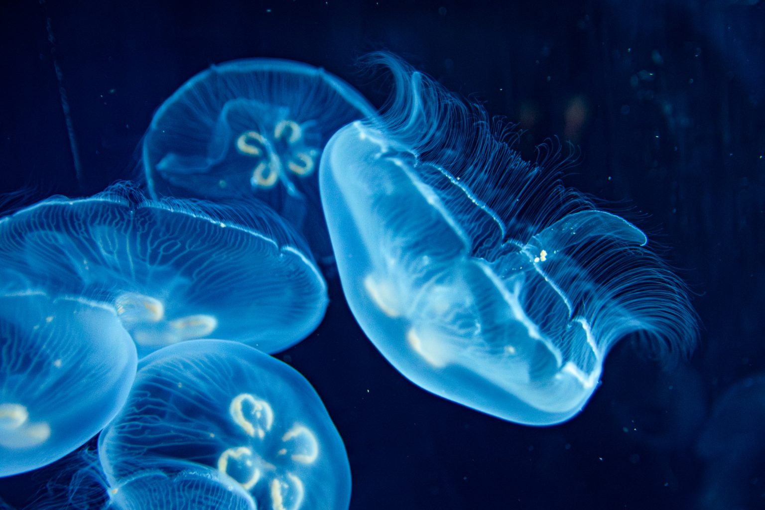Shedd Jellyfish 1 2026 scaled
