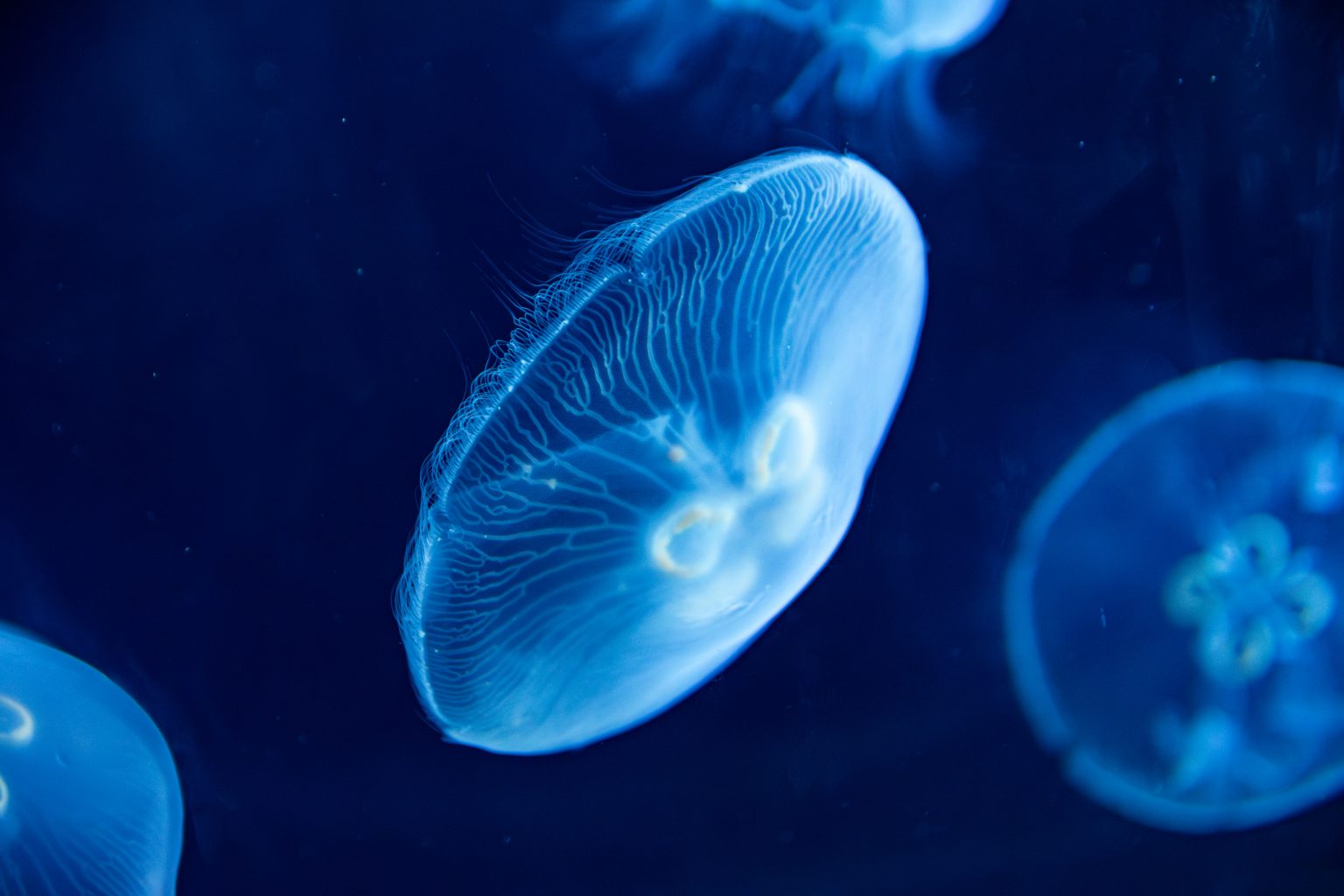 Shedd Jellyfish 2 2026 scaled