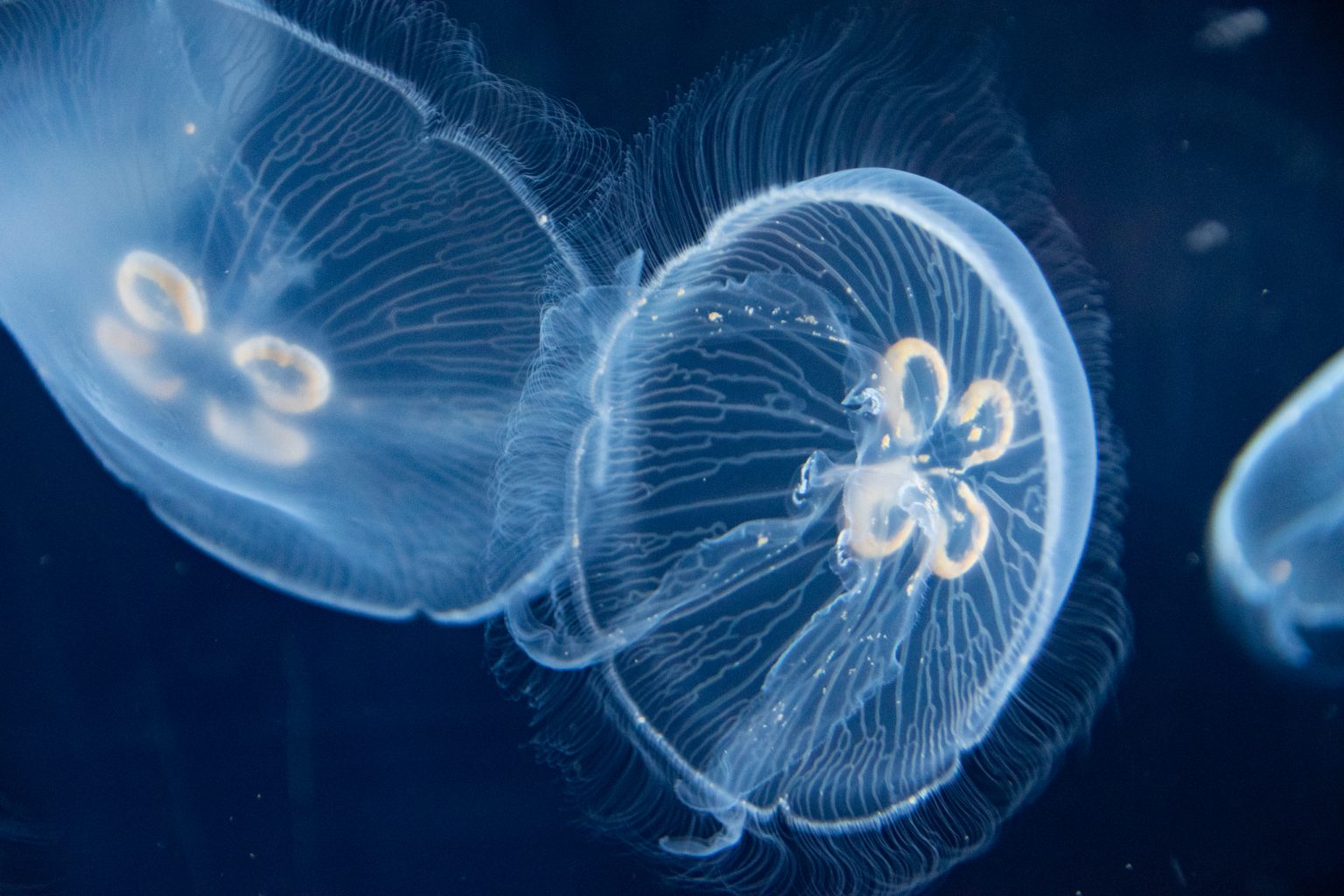 Shedd Jellyfish 3 2026 scaled
