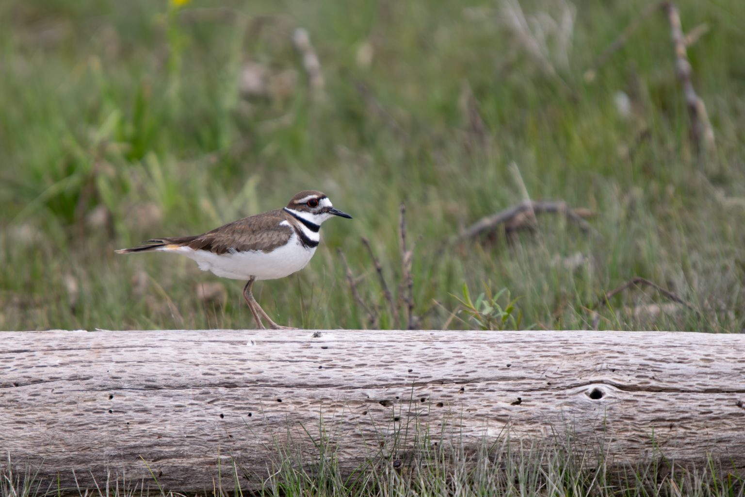 Killdeer