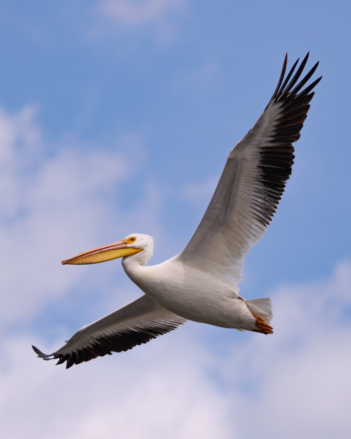 American White Pelican 1
