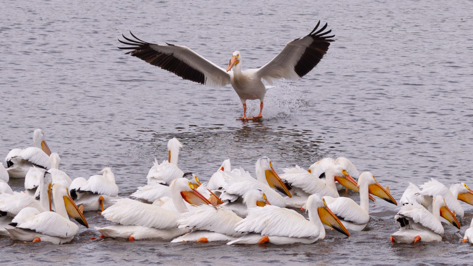 American White Pelican Fleet