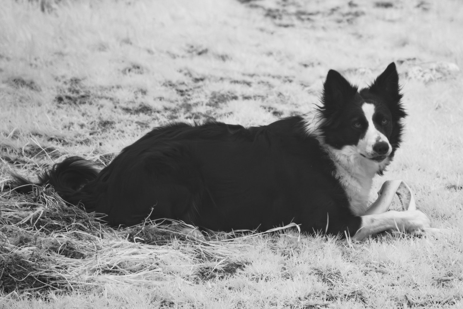 Border Collie