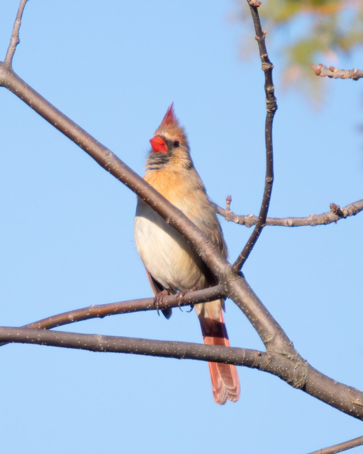 Female Cardinal