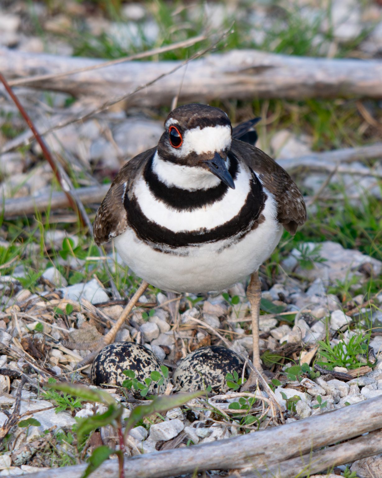 Killdeer with Eggs