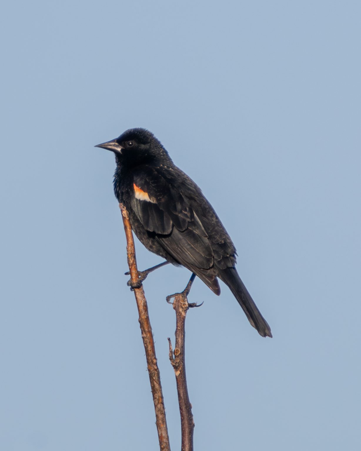 Male Red Wing Blackbird