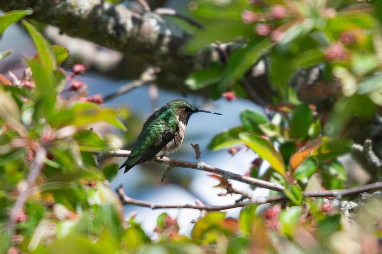 Male Ruby-throated Hummingbird