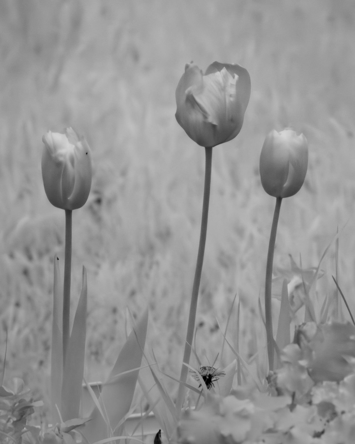 Tulip 2026