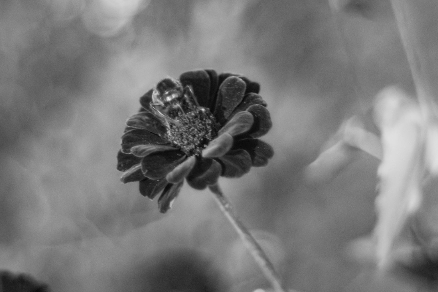 Bee on Zinnia