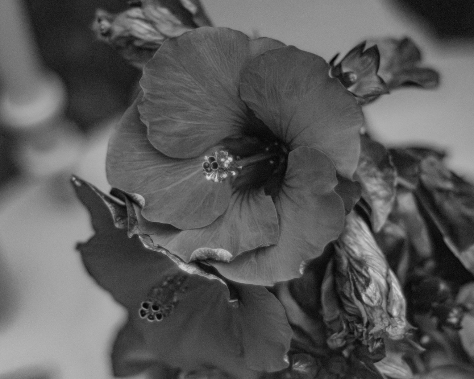 Hibiscus 2