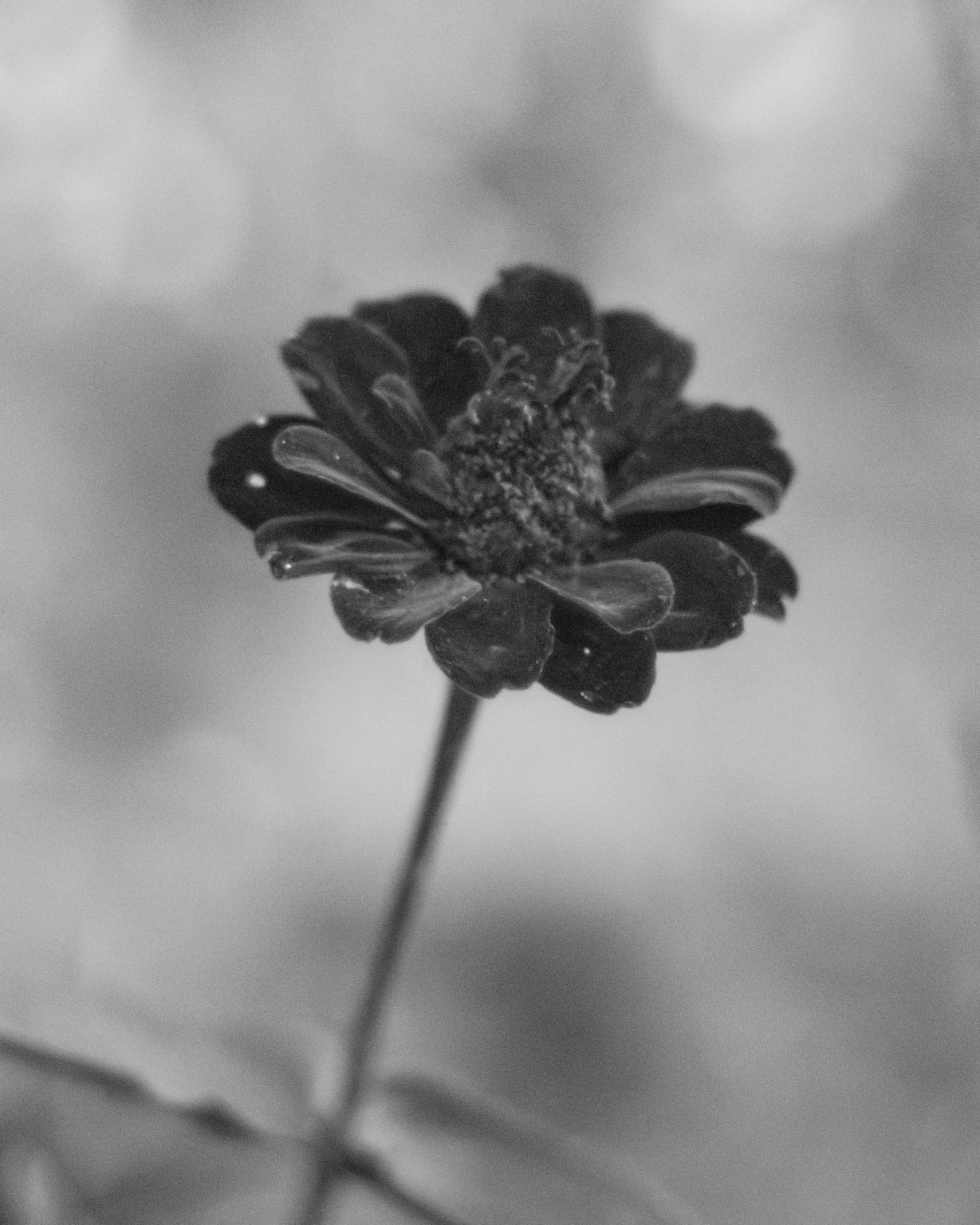 Pollen Covered Zinnia