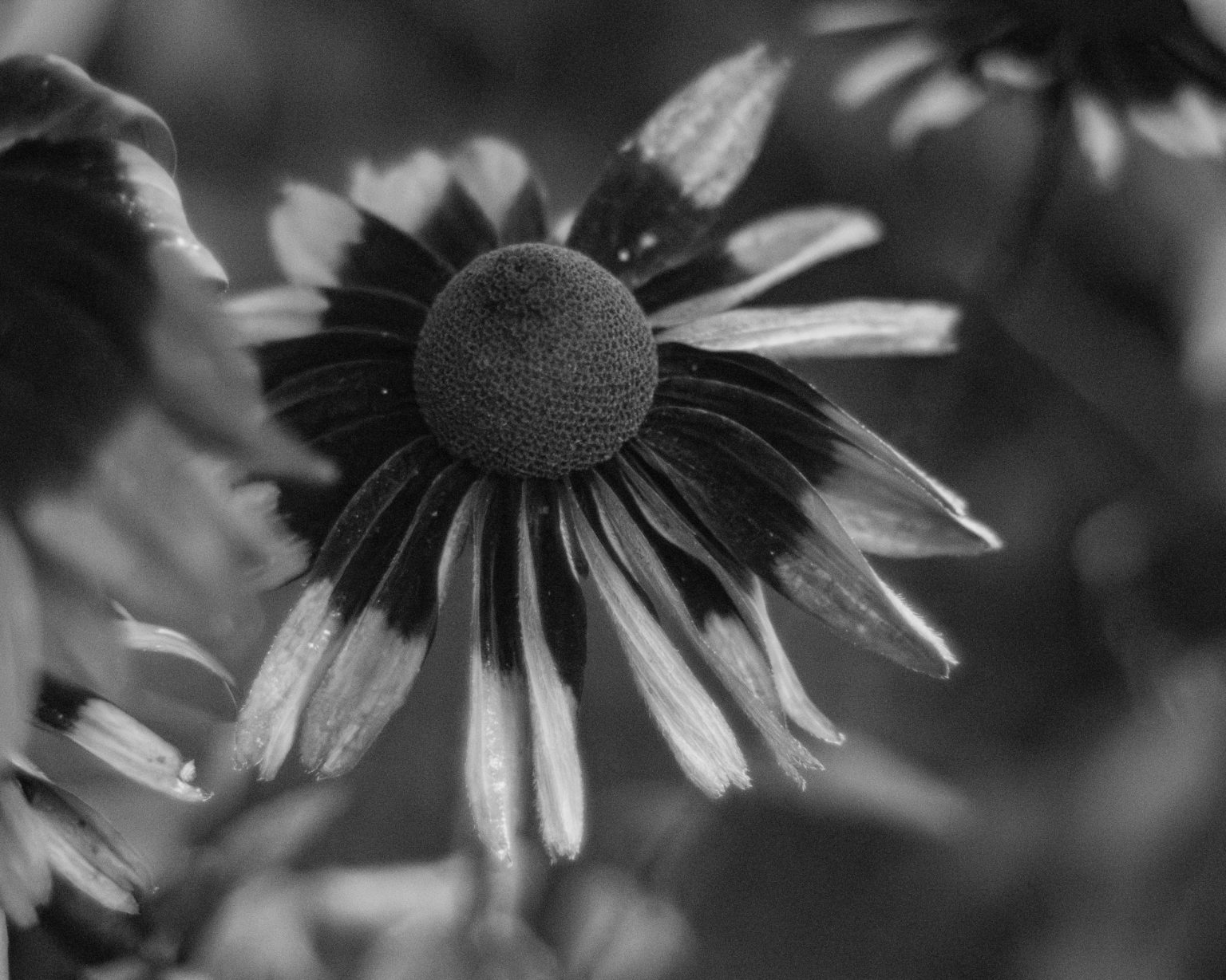 Rudbeckia