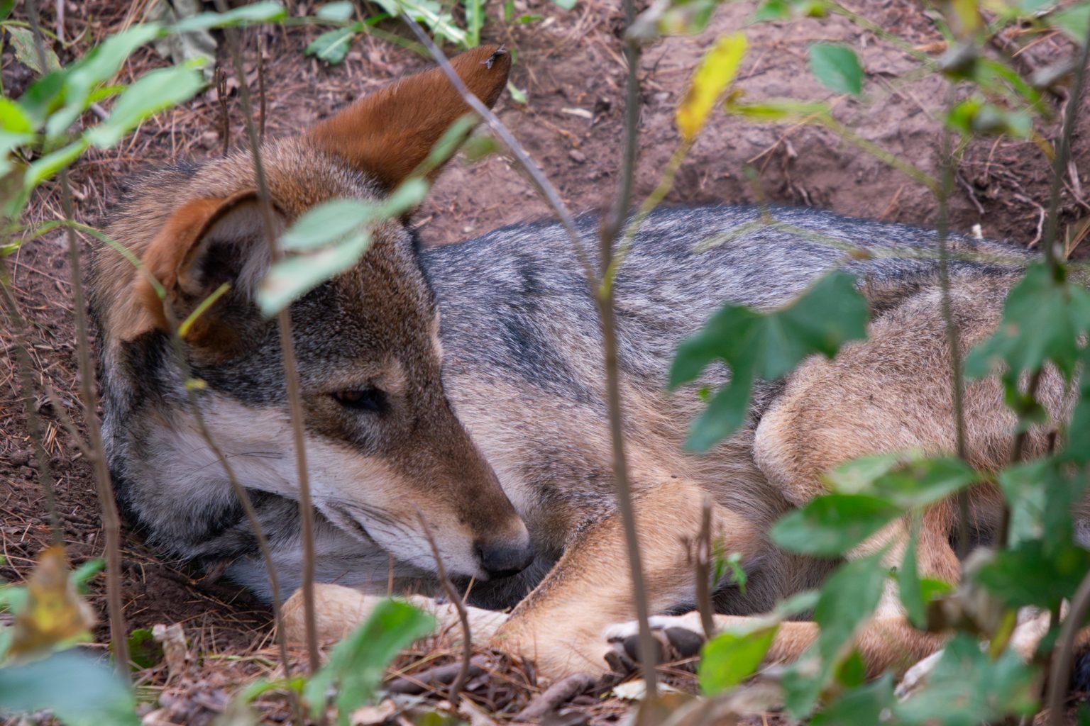 American Red Wolf