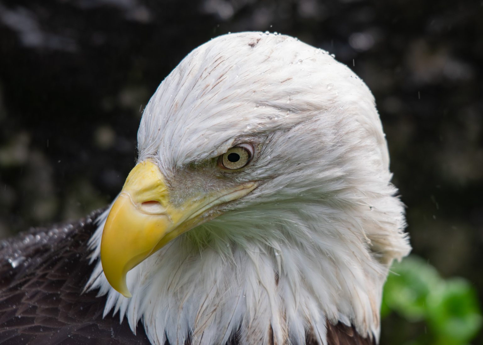 Bald Eagle