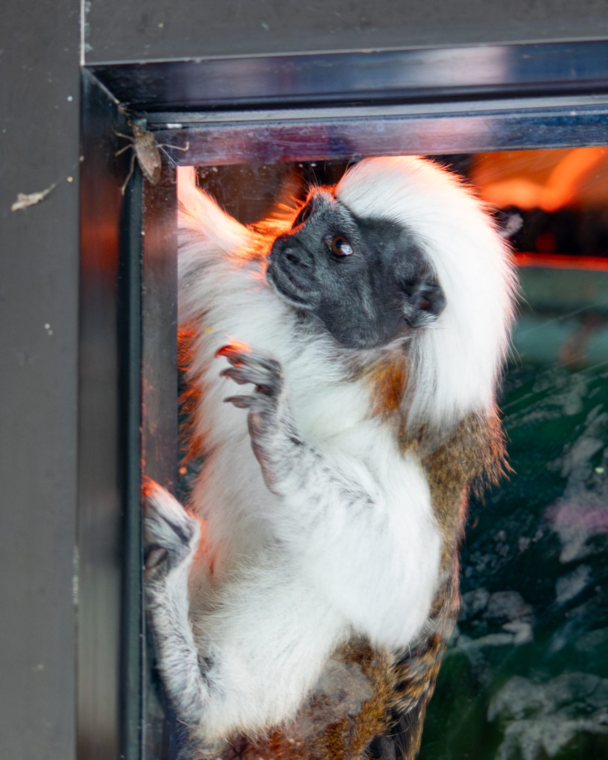 Cotton-topped Tamarin