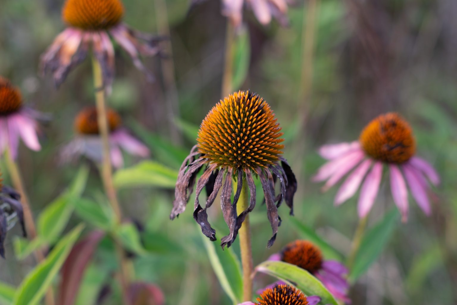 End of Summer Cone Flower 1