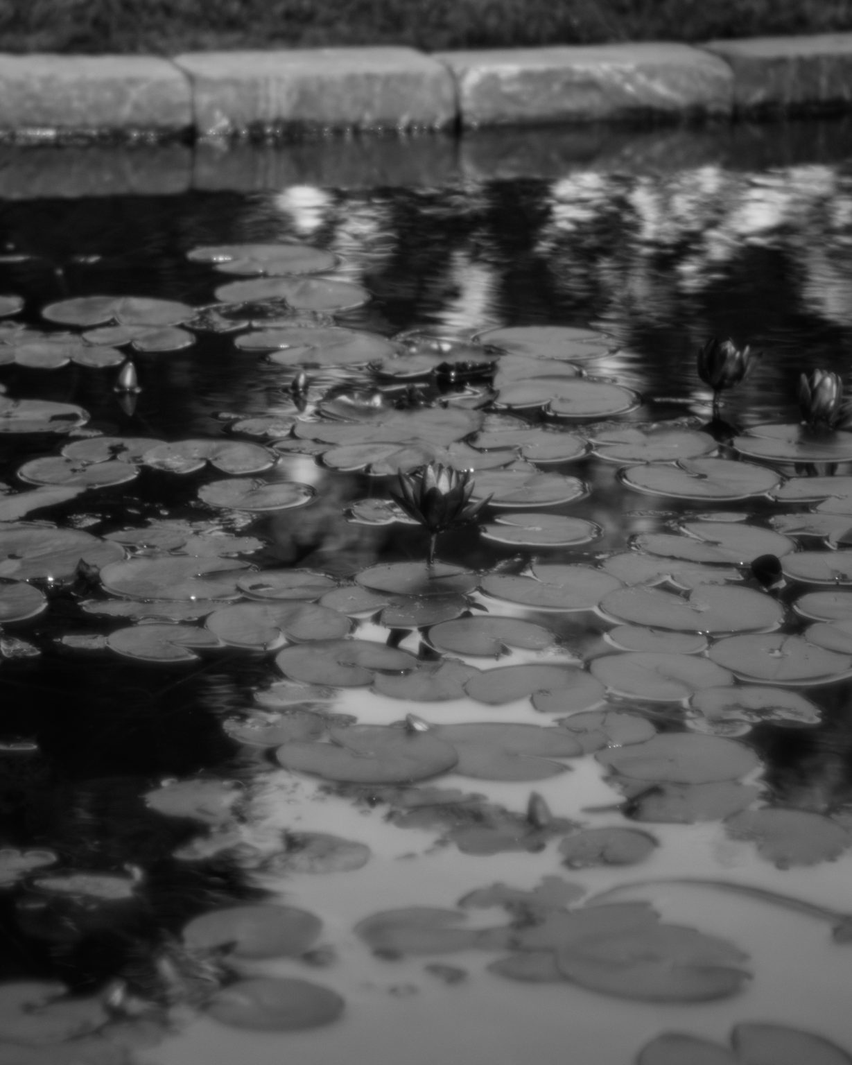 Lily Pads