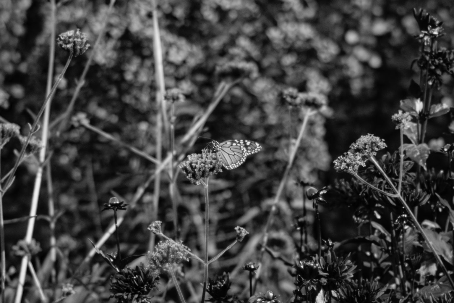 Monarch