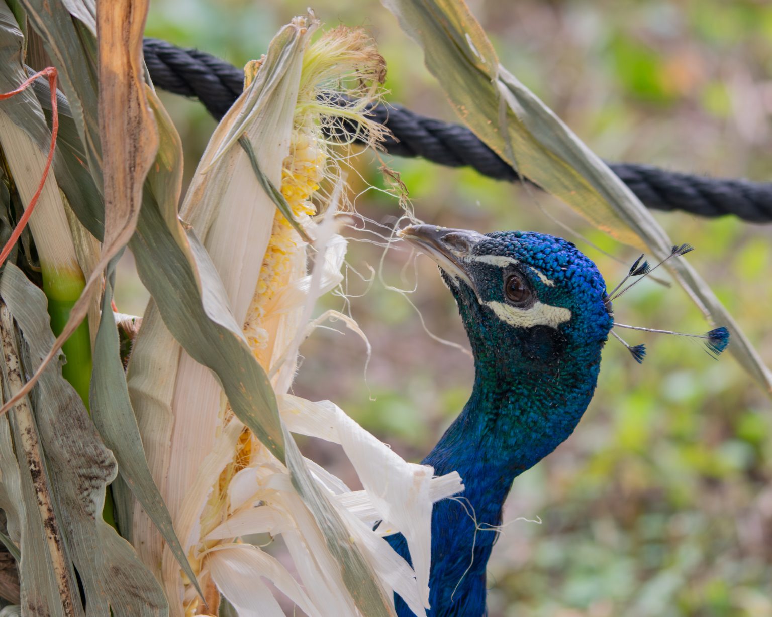 Peacock