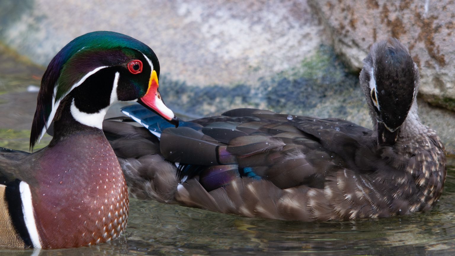Wood Duck Pair